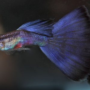 delta/triangle tail guppy